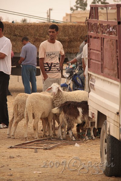 Tunesien 2010 716.jpg